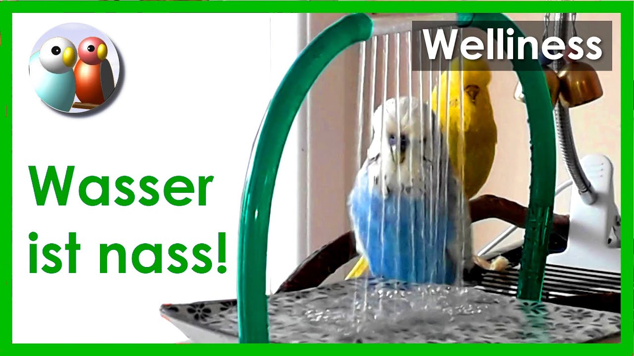 Wasser ist nass! Baden ohne nass zu werden, geht das? Wellensittiche und Bourkesittiche  1/49
