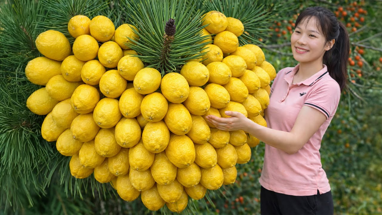 Harvesting Giant Sour Yellow Fruits – Sold Out Fast at the Rural Market | Simple Rural Girl Life