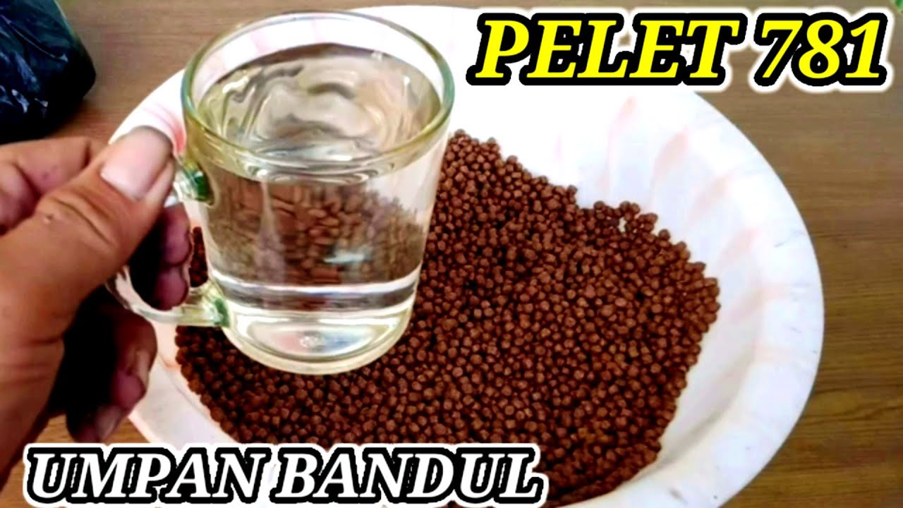 CARA MEMBUAT UMPAN BANDUL DARI PELET 781 || BOM PENGUMPUL IKAN MAS PALING JITU