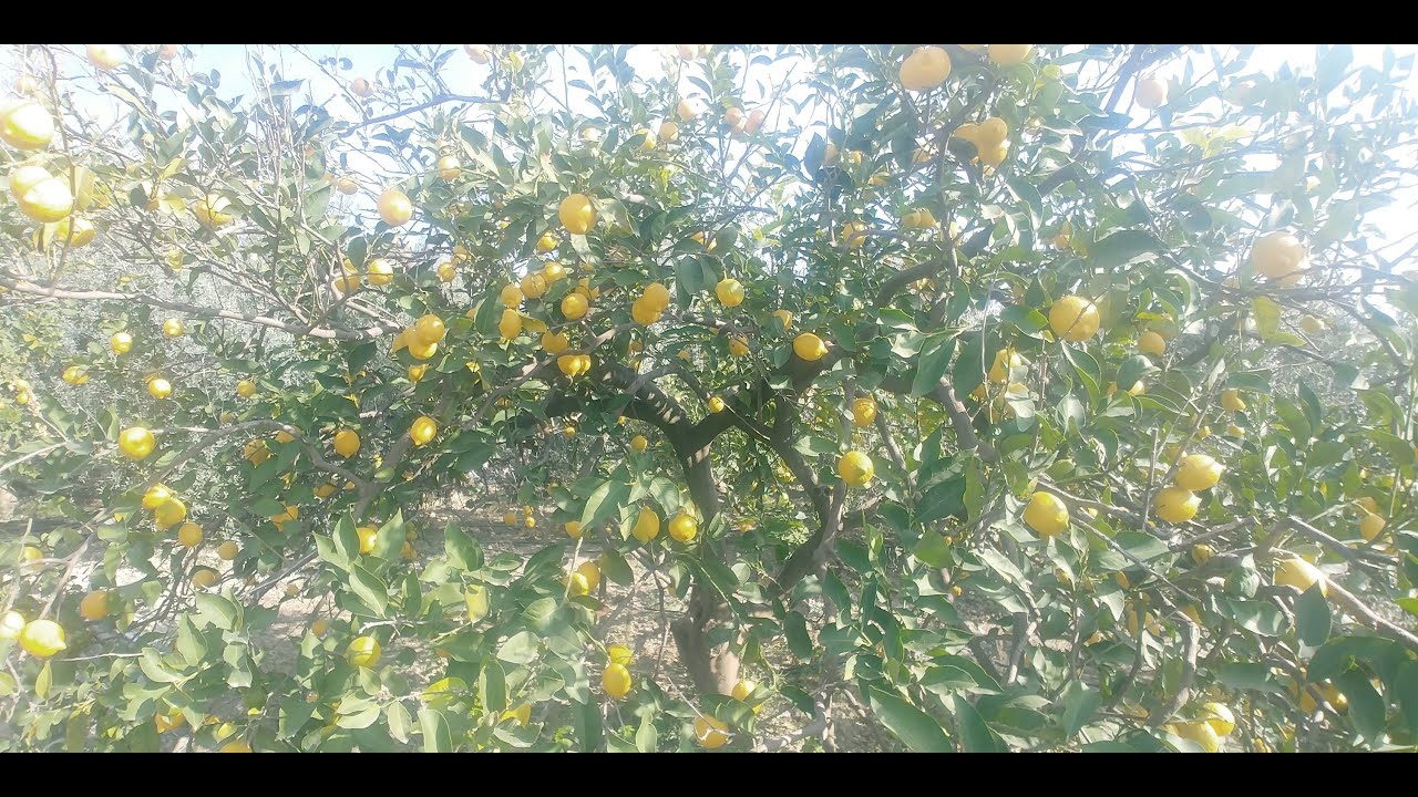YATAK LİMON HAZIRLAMA AŞAMALARI🍋🍋🍋DİKKAT EDİLMESİ GEREKENLER🍋🍋🍋PRATİK İŞLEMLER