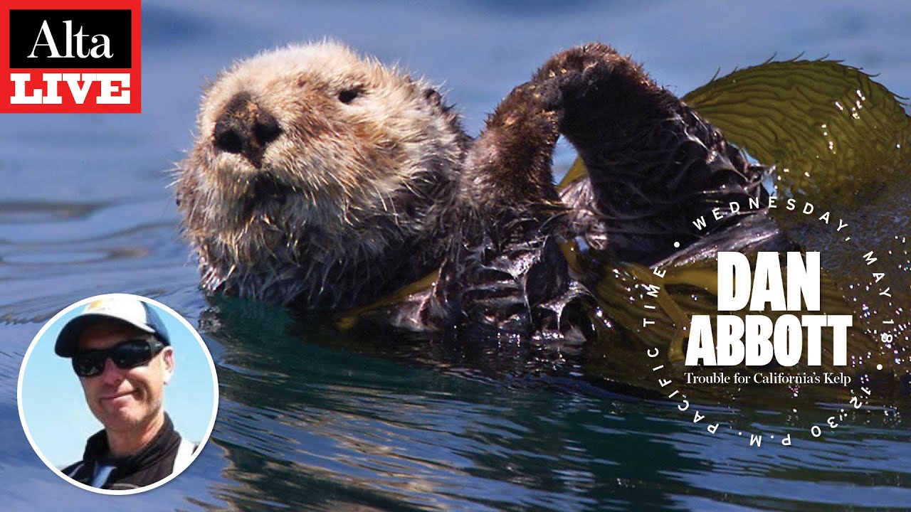 Alta Live: Trouble for California’s Kelp