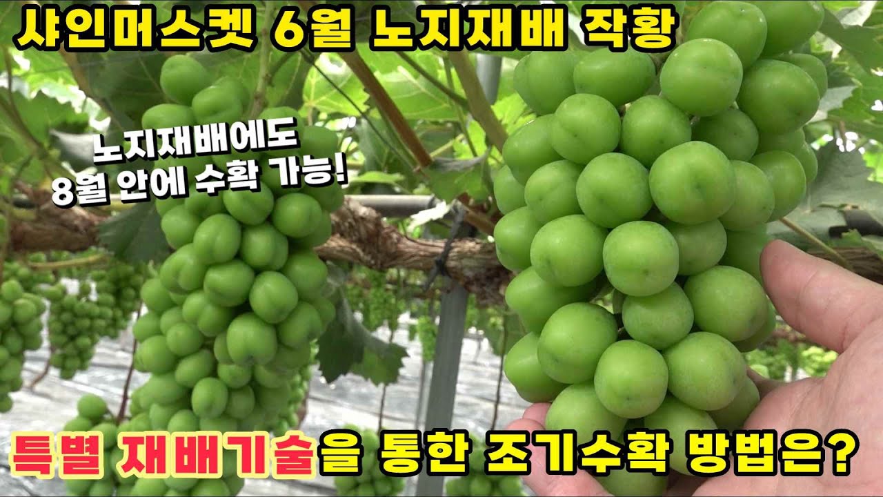 샤인머스켓 특별 재배기술로 노지에서도 8월에 수확하기