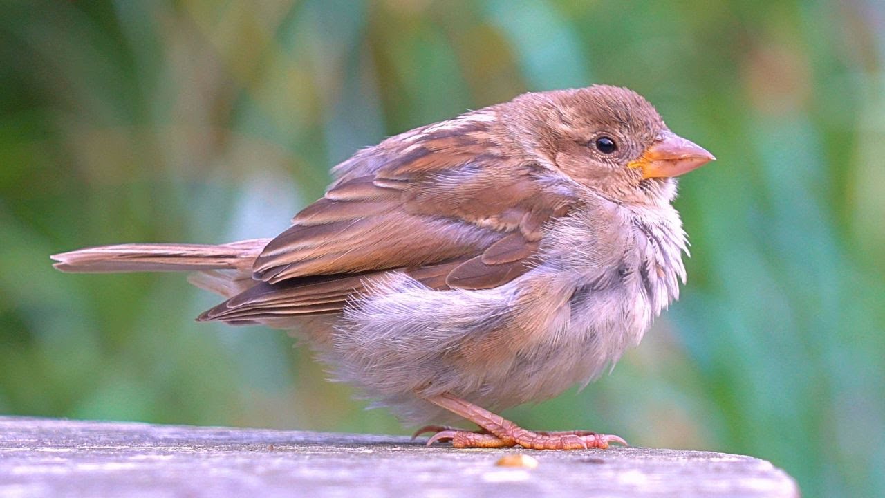 Getting Close with 10 House Sparrows [4K]