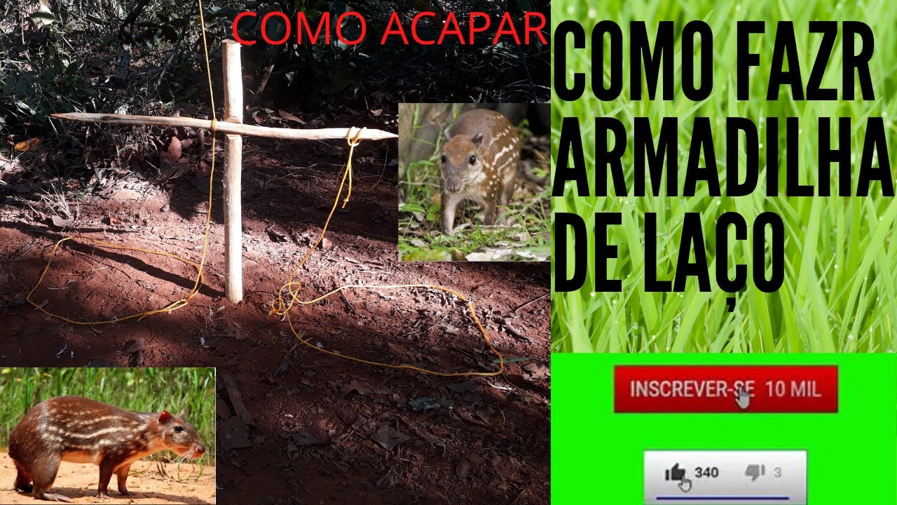 Armadilha de laço de gatilho e encaixe