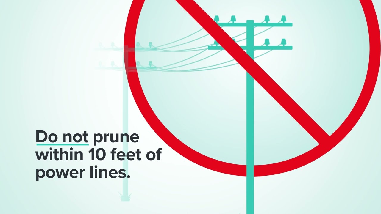 Tree Safety: Tree Maintenance