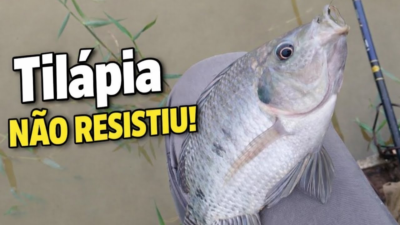 Tilápia não resistiu ao bichinho da laranja! 🎣