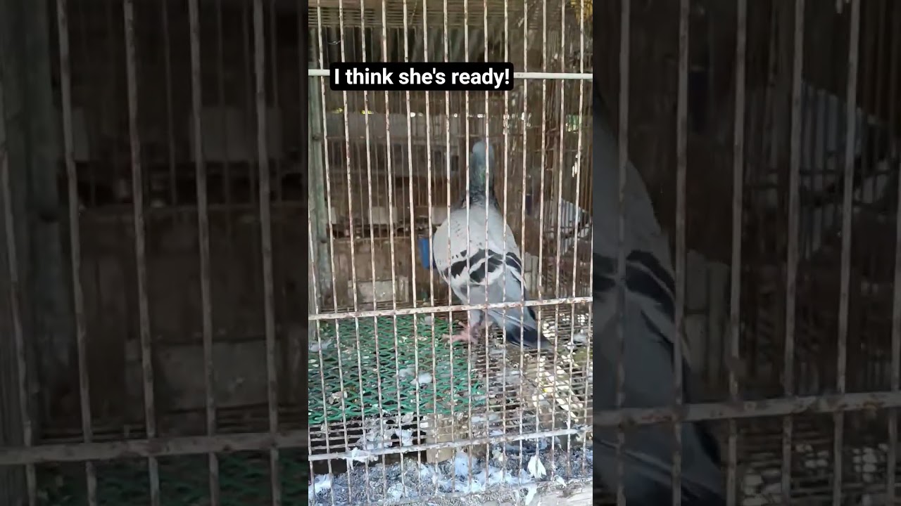 This Pigeon is almost ready! | #gwapstvofficial #shortsfeed #shorts #short