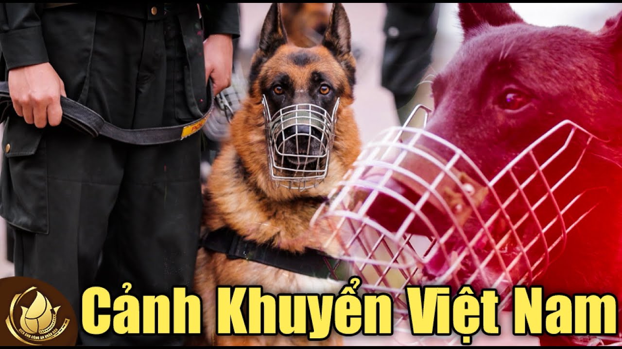 Phim Phòng Chống Tội Phạm - CẢNH KHUYỂN NGƯỜI ĐỒNG HÀNH ĐẶC BIỆT | Điện Ảnh Công An Nhân Dân
