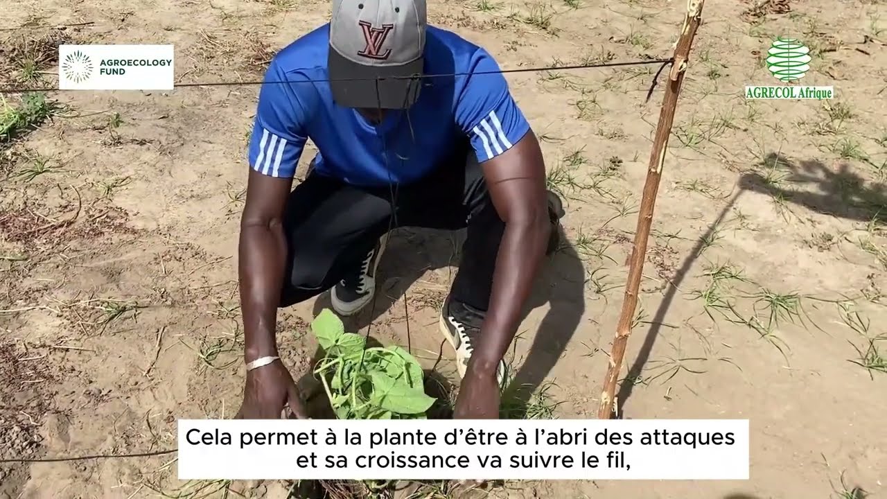 Tuteurage