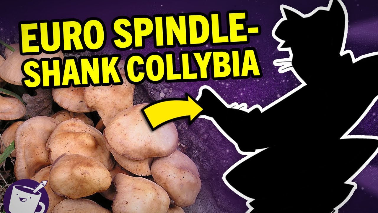 Turning The Weirdest Mushroom Names Into Characters