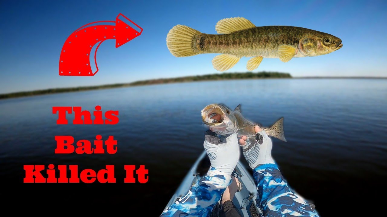 Fishing Live Mud Minnows for Georgia Speckled Trout
