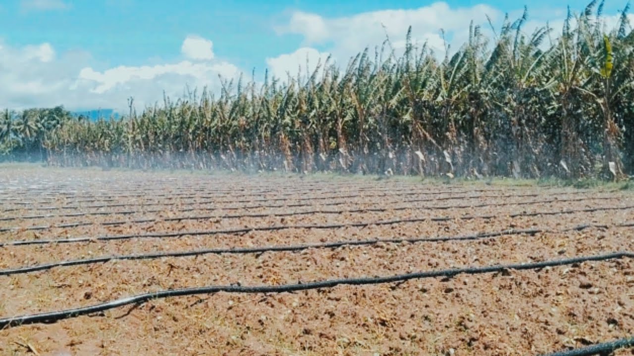 rain hose(pipe) irrigation method /contact no:8️⃣7️⃣7️⃣8️⃣5️⃣8️⃣9️⃣1️⃣5️⃣7️⃣