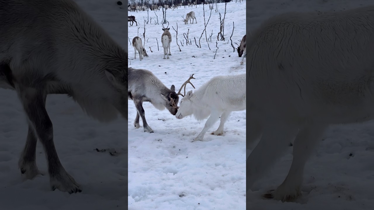 How Powerful Are Arctic Deer When They Clash? 