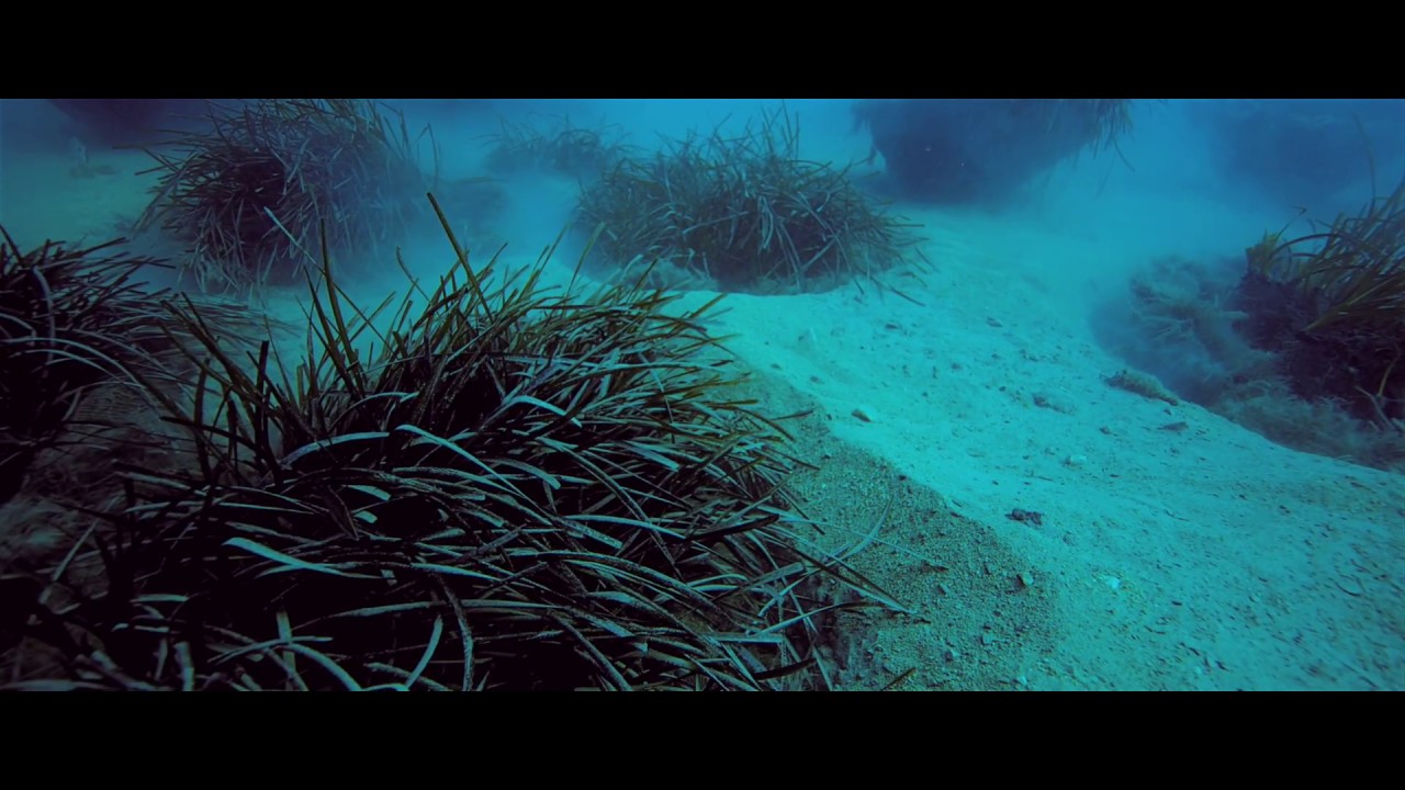 Urbanisation en Mer -Transplantation des Herbiers de Posidonie