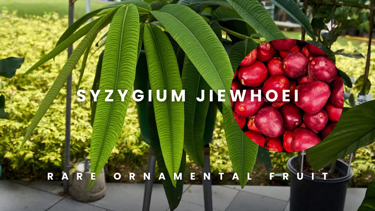 Syzygium jiewhoei – The Hidden Gem of the Tropics | Rare Ornamental Fruit Plant for Collectors
