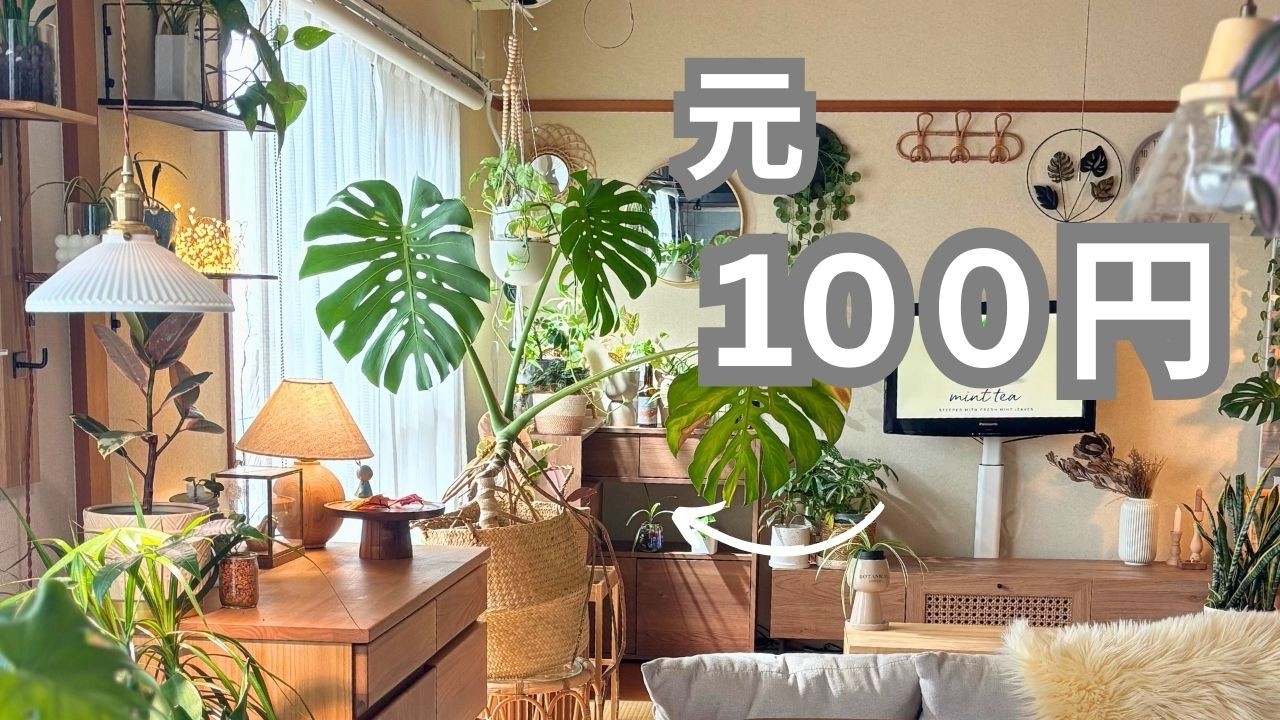 100円のモンステラを10年育てて分かったこと｜切らなかった葉・弱った時期の話