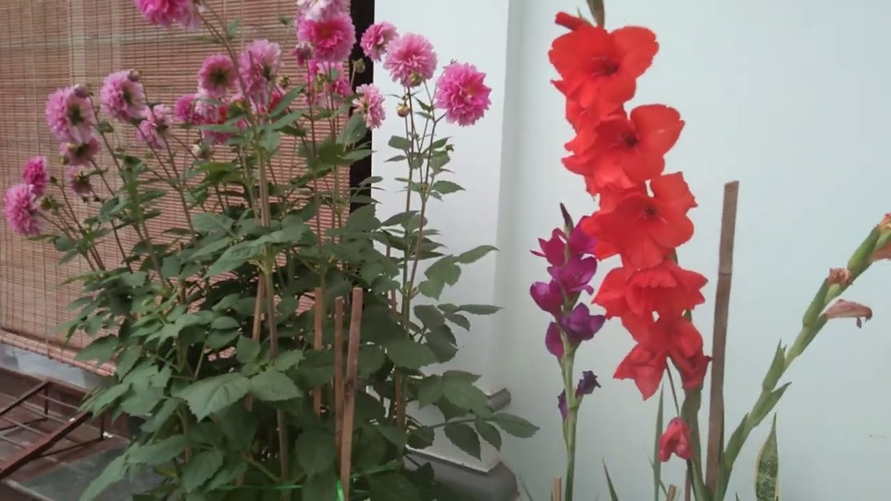 Thược dược Tết Bính ngọ 2026 tại hoa vườn nhà Xuân Hải Garden.