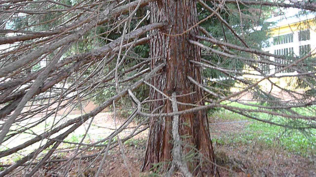 Mamutowiec z Gdańska Instytut Farmacji