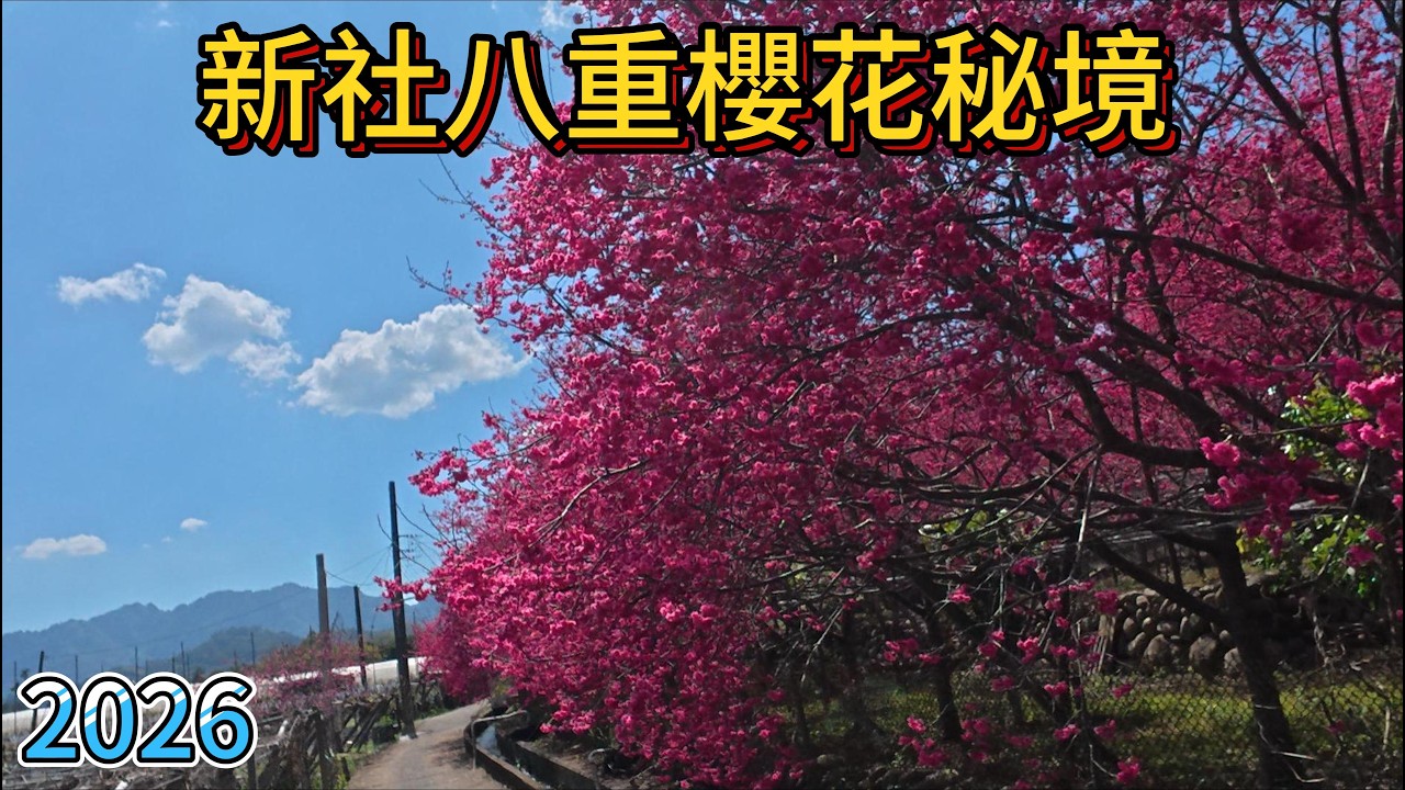 2月15日新社櫻花秘境