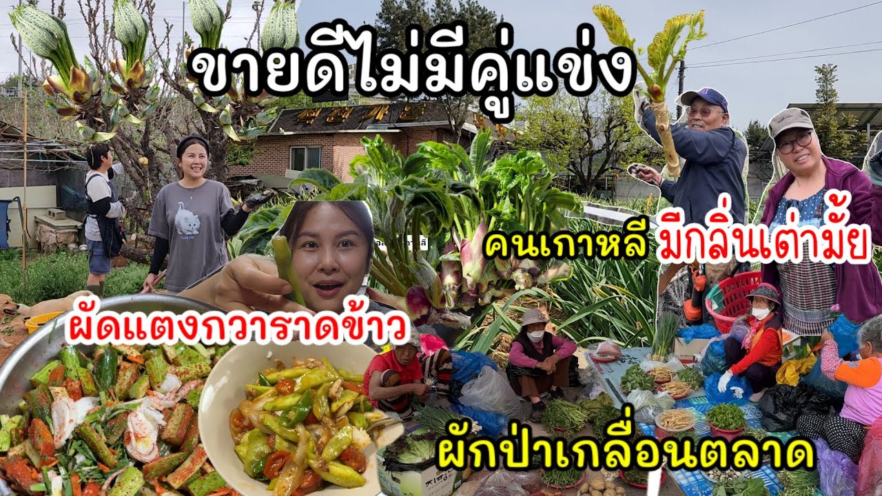 EP.953 เป็นผักที่ขายดีทุกปีไม่มีคู่แข่ง🤭 คนเกาหลีมีกลิ่นเต่าไหม ? เมนูแตงกวาราดข้าว