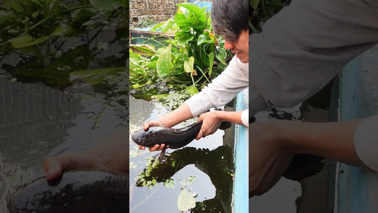 LANGSUNG DISERANG SAAT MASUKIN GABUS BESAR HASIL NGEROGOH KE KOLAM