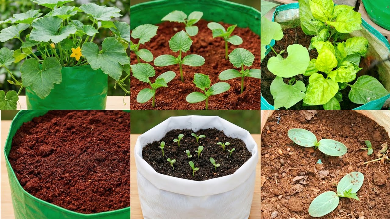 மாடித்தோட்டத்தில் காய்கறி செடிகள் நடவு | | Terrace Garden Planting | | Trending | | Gardening 