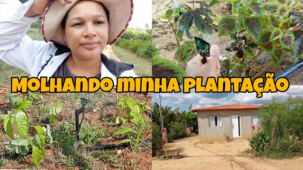 Molhei minha roça de maracujá e minhas plantas favoritas 🤎🌿💦