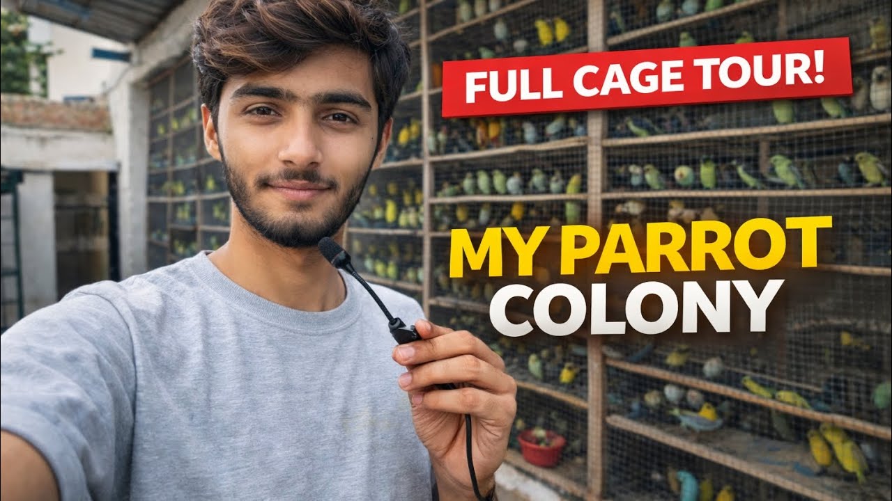 See my birds colony | Australian parrots | Cocktail | Budgies Colony | Birds Care | birds food 