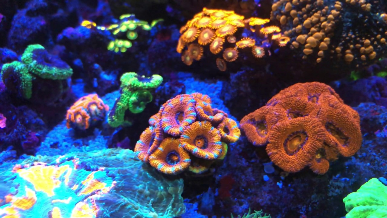 Tour of my 25g IM Nuvo Lagoon Office Nano Reef