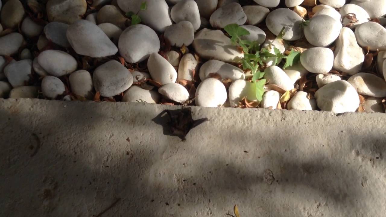 Batski von bat face