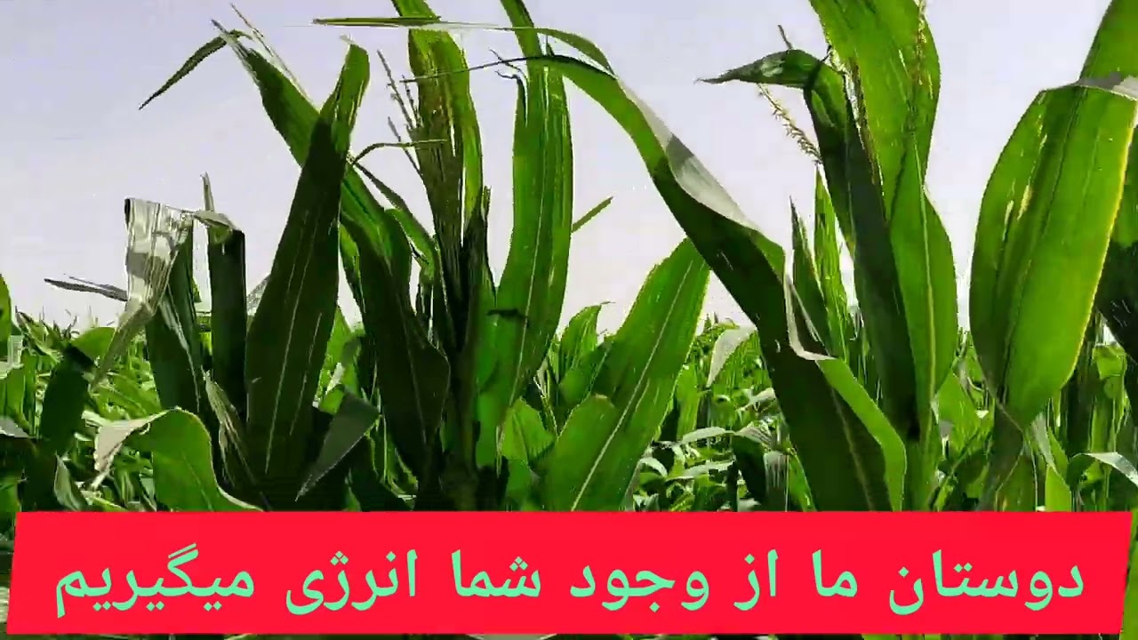 ذرت علوفه برای فصل سرد
