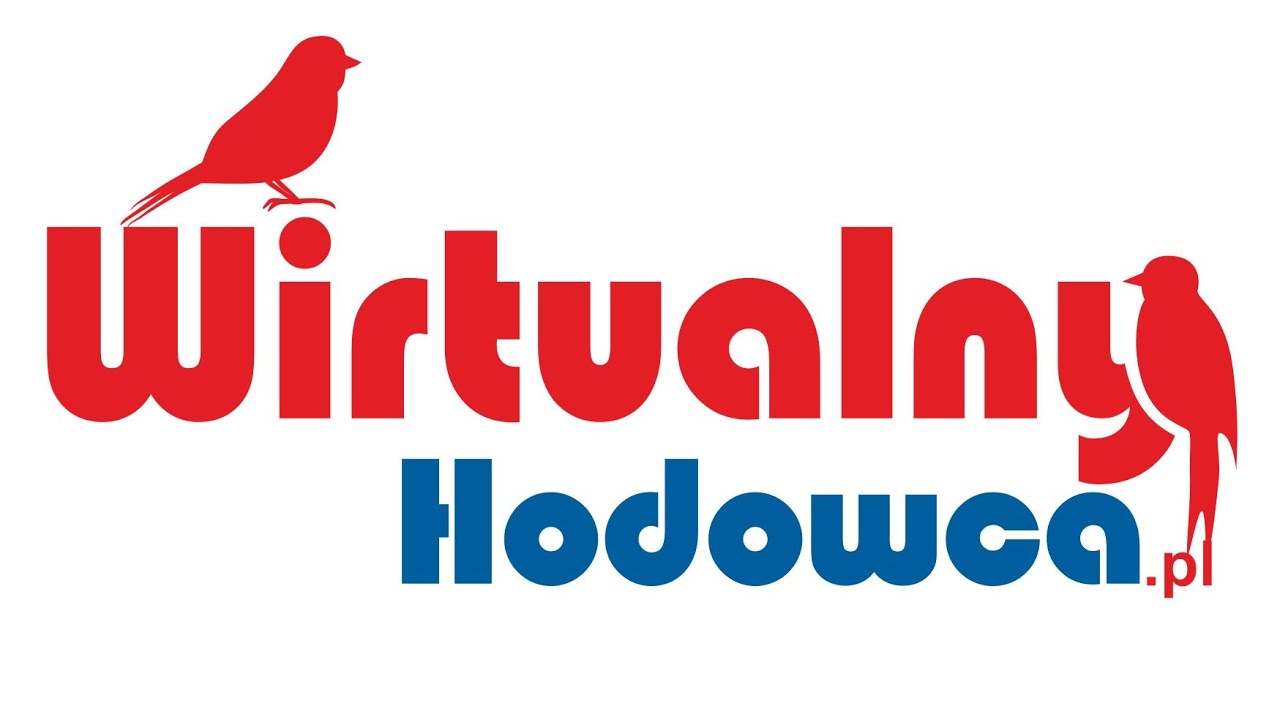 6.Z wizytą u hodowcy papug. Papuga falista kolorowa i...helikoptery.