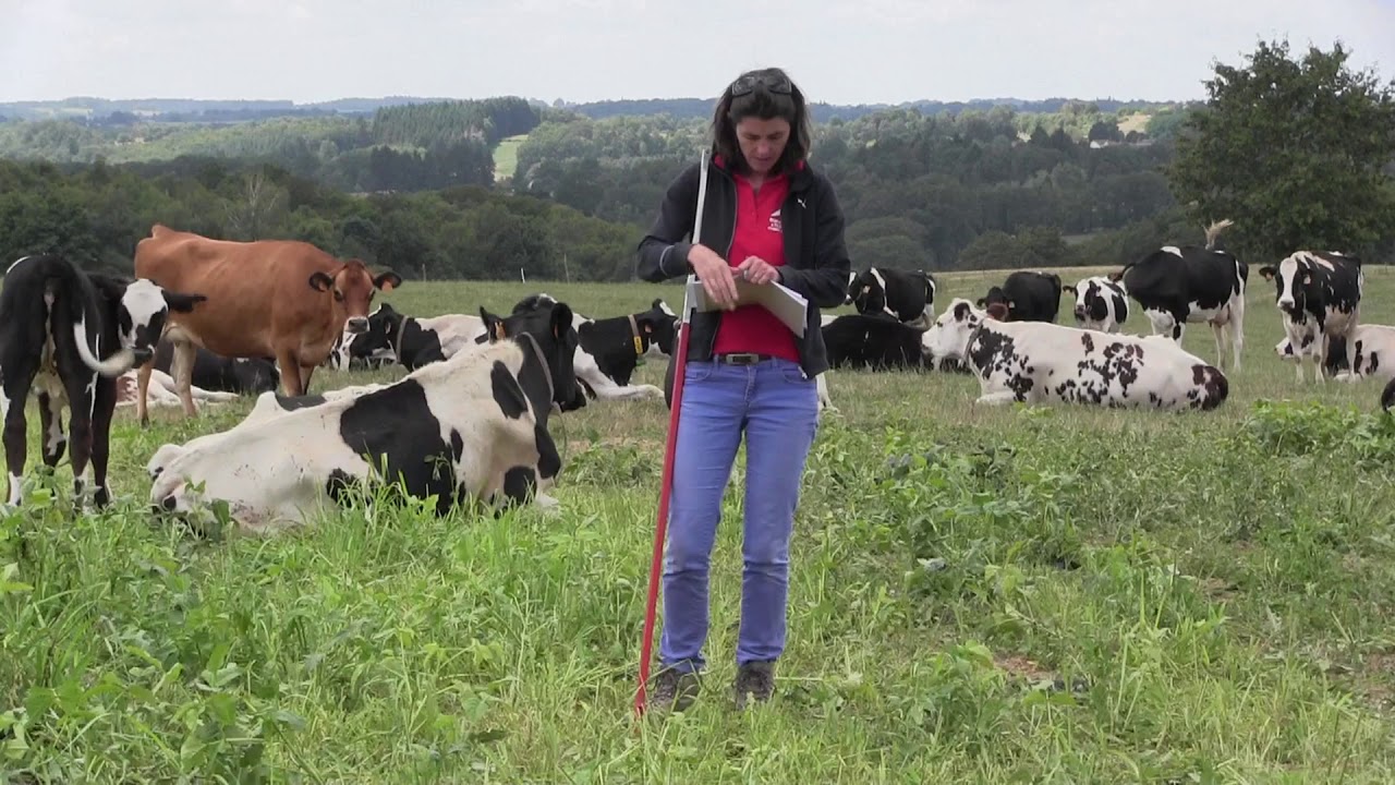Des vaches laitières pâturent le cow pea en Dordogne