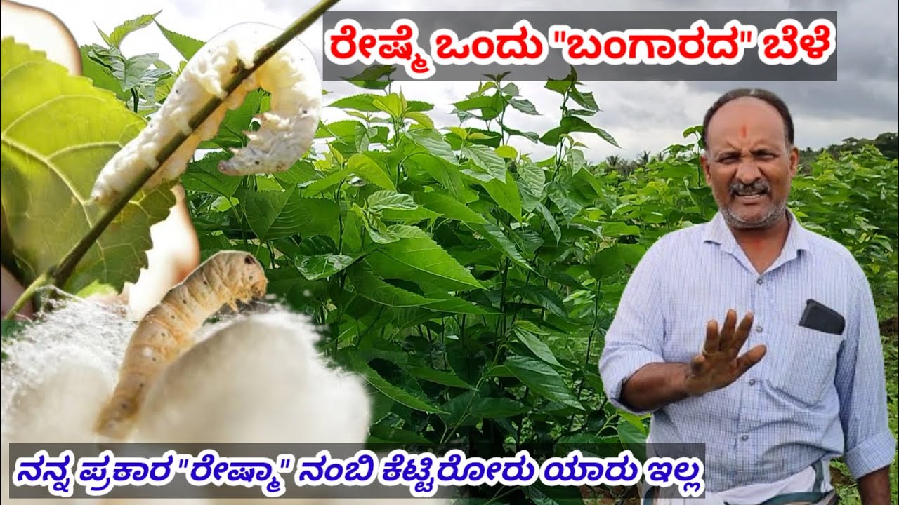 ರೇಷ್ಮೆ ಒಂದು ಬಂಗಾರದ ಬೆಳೆ|ನನ್ನ ಪ್ರಕಾರ ರೇಷ್ಮಾ ನಂಬಿ ಕೆಟ್ಟಿರೋರು ಯಾರು ಇಲ್ಲ| Sericulture | Silkworm farming