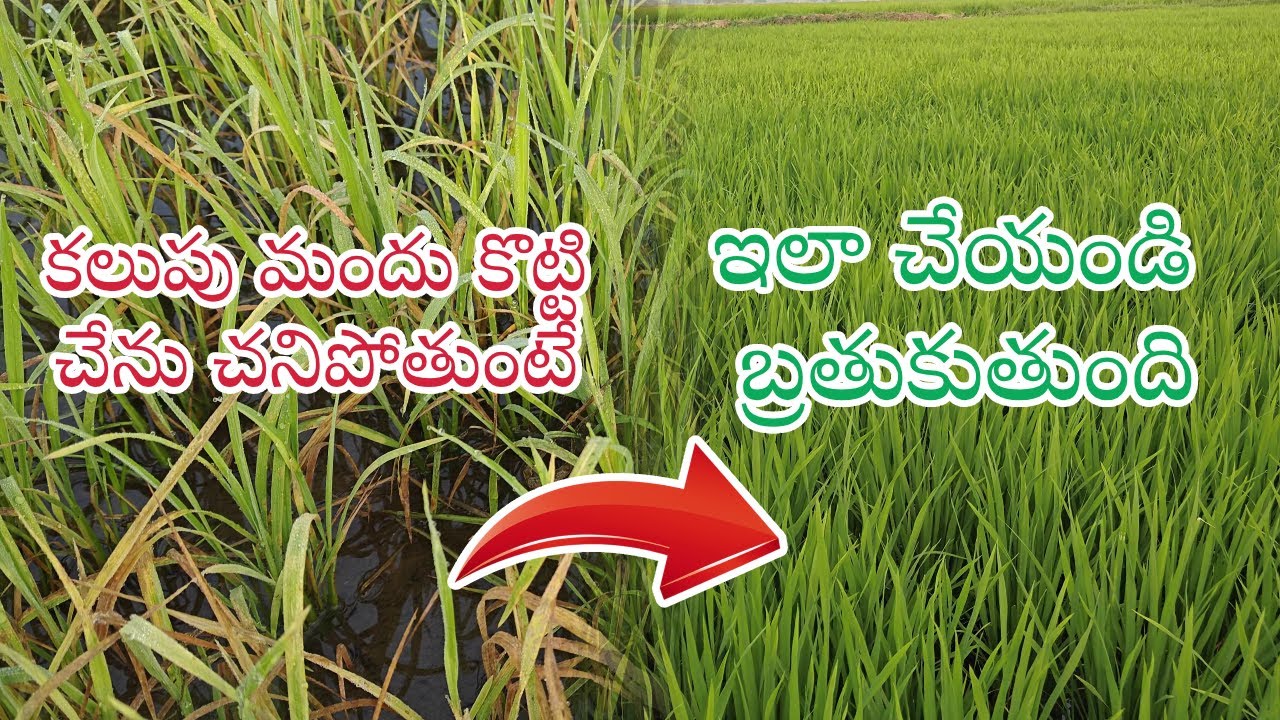 ఈ కలుపు మందును జాగ్రత్తగా వాడాలి