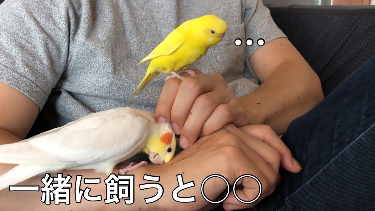 【飼いやすいのはどっち】喧嘩する？相性は？オカメインコとセキセイインコ