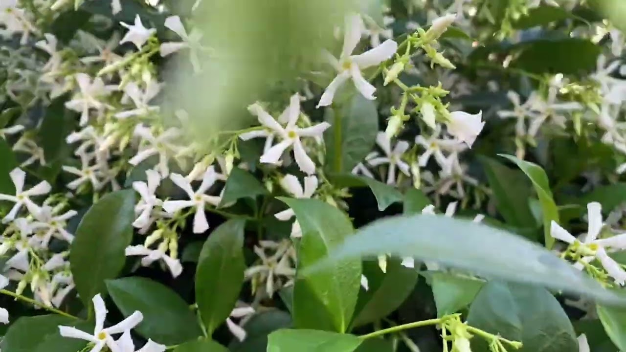 Star jasmine (Trachelospermum jasminoides) care tips for fantastic evergreen easy to grow vine