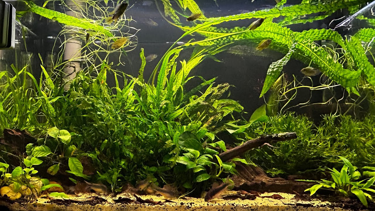 Tanie akwarium 72 litrowe. Pogostemon - witamy na pokładzie!