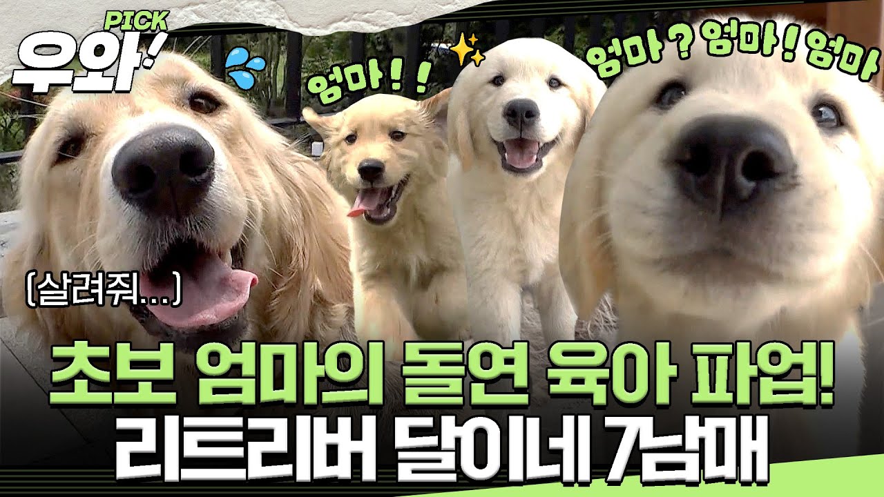 [⭐‍️#우와픽] 매일 사고 치는 사고뭉치가 무려 7마리!?💦 7남매 엄마 달이가 육아를 그만둔 이유🐶 #TV동물농장 #우와한비디오 #우와비