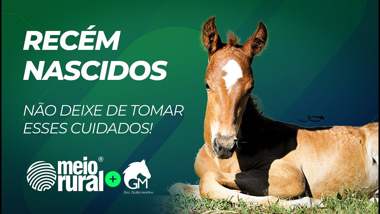Cuidados com Potros Recém Nascidos #2 - Dica Giullia Vet