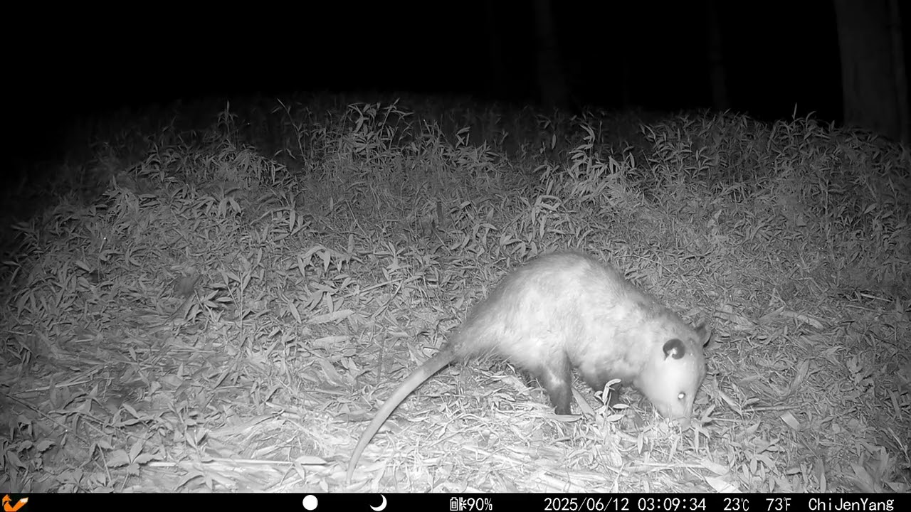 Opossum 2025/06/12