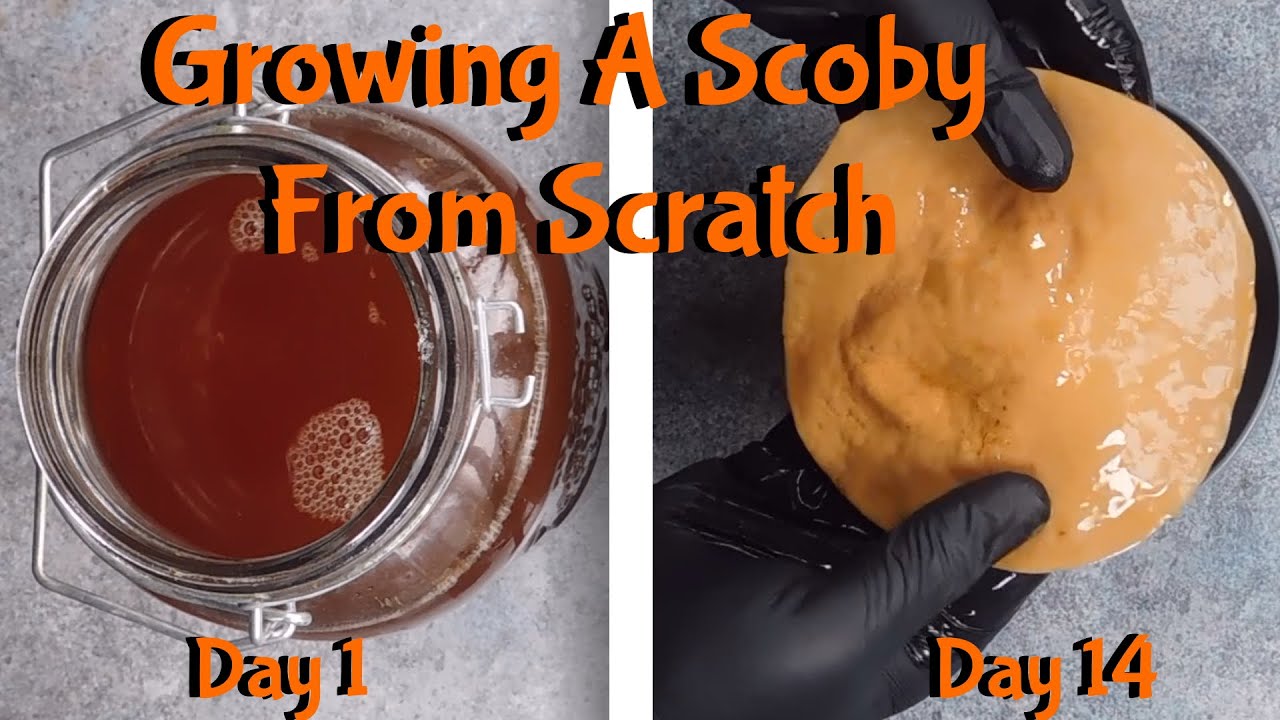 How To Grow A New Kombucha Scoby (symbiotic culture of bacteria and yeast)