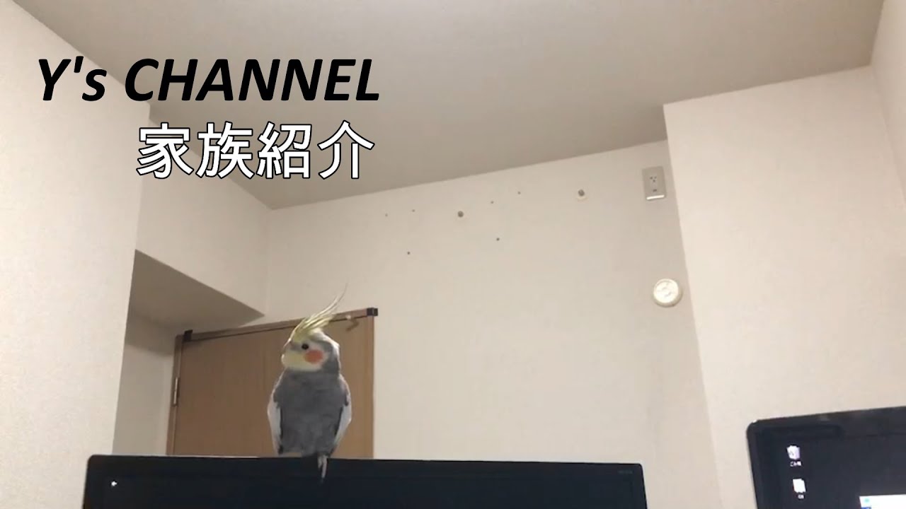 【インコ】【フェレット】Y'sCHANNEL始動！家族紹介