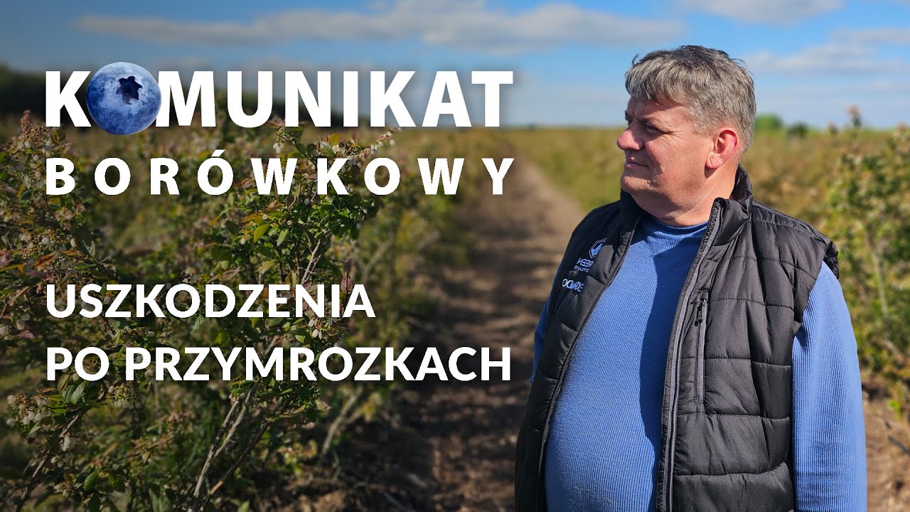 Uszkodzenia po przymrozkach w borówce - Komunikat borówkowy - Zbyszek Marek