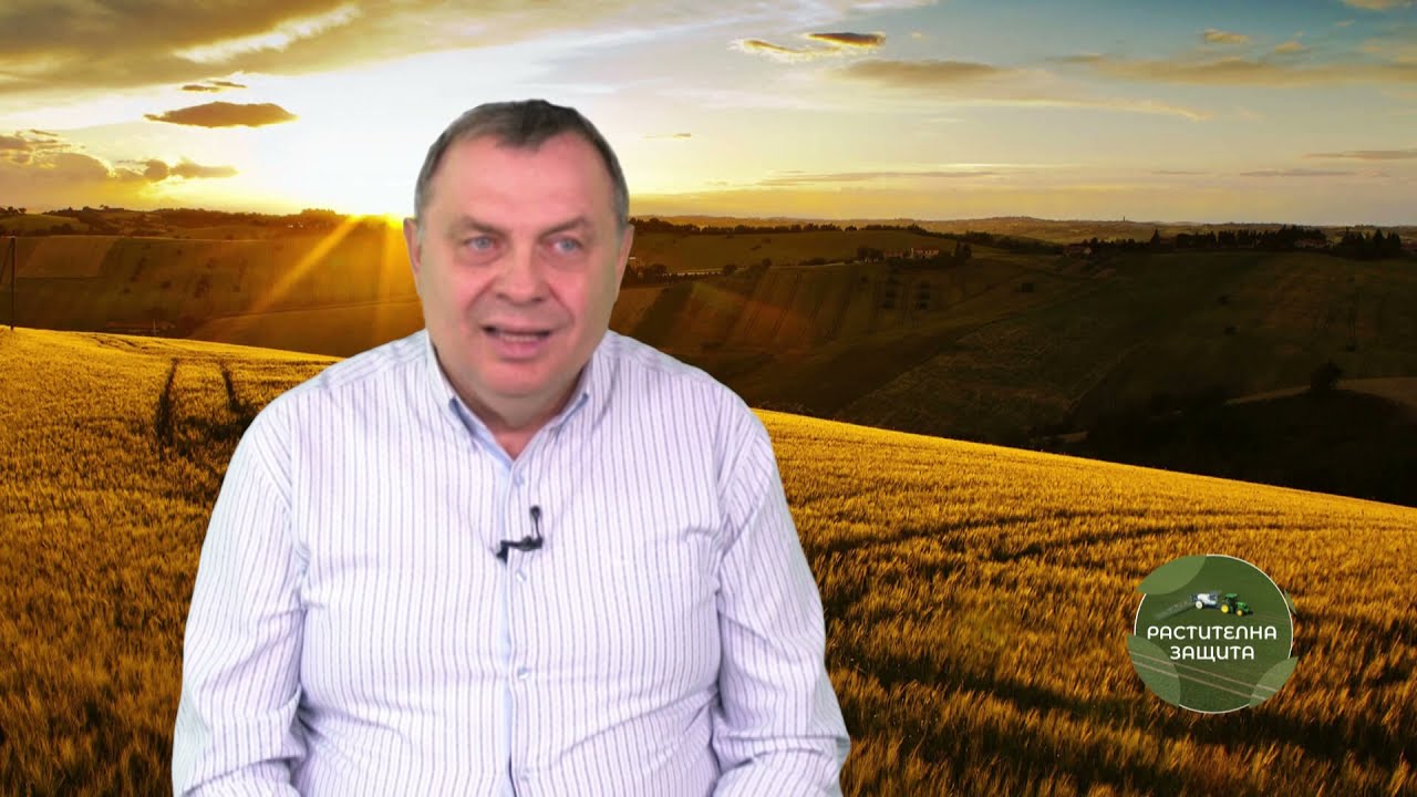 Растителна защита: Как пшеницата да бъде опазена през пролетта, автор: Диана Александрова