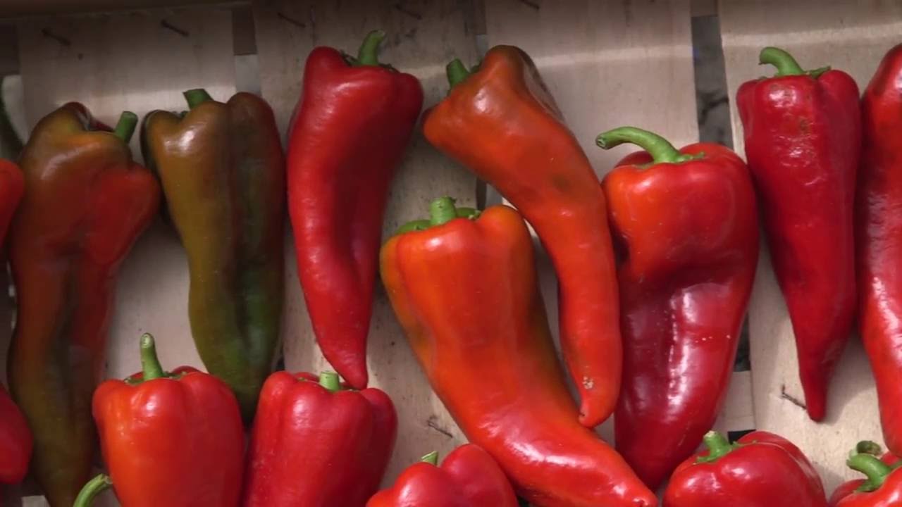 Dan polja paprike - Ruski Krstur