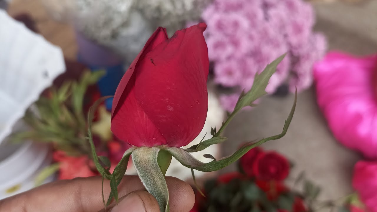 only one 🌹