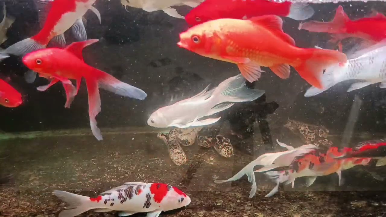 Unboxing Ikan Hias Warna Warni, Ikan Mas Koki, Ikan Oscar, Ikan Cupang, Ikan Lele, Ikan Glofish