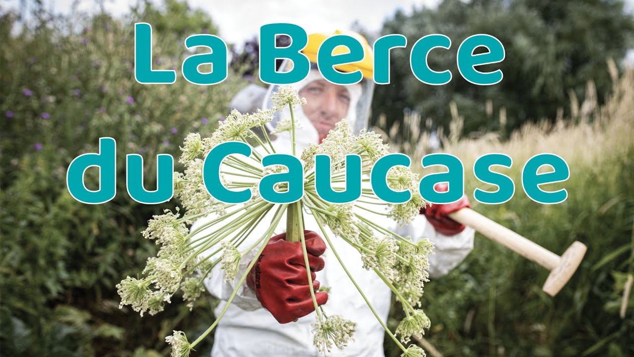 Plante invasive ! La gestion de la Berce du Caucase !
