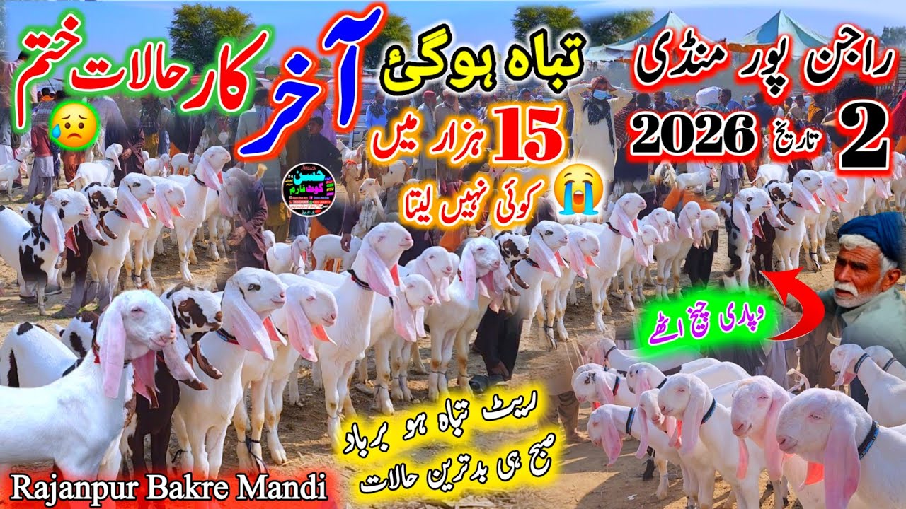 2 March 2026 Pakistan,s Punjab Rajanpur Bakre Mandi visit راجن پور منڈی تباہ ہو گئی Rate start 15000